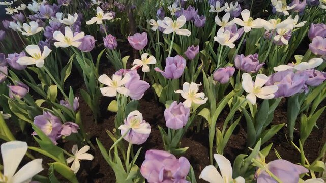 Close up purple and white tulips