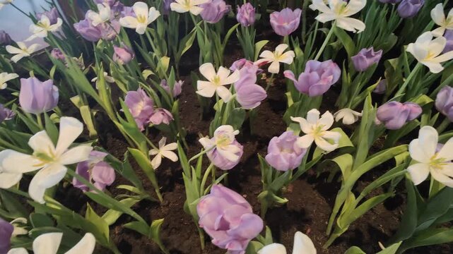 Close up purple and white tulips