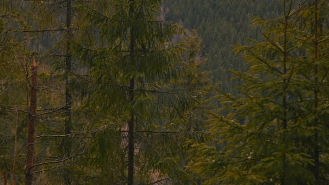Remote controlled drone flying above a pine tree forest