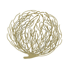 An illustration of a tumbleweed plant, which is found in arid areas. A twisted, dried-out bush. Plants of the steppe lanshauta