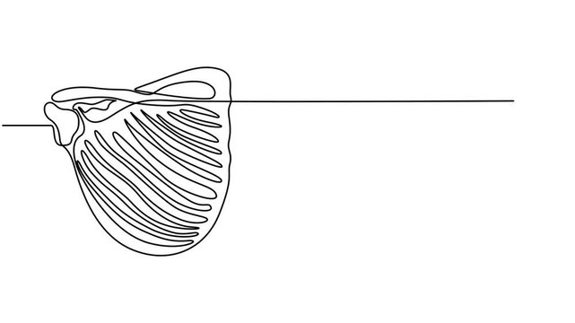 human chest and ribs anatomy continuous one line drawing, Continuous line drawing of human rib cage anatomy minimalist design of skeletal structure for medical illustration simple hand drawn vector