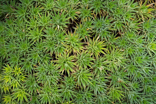 Polytrichum commune, Haircap moss green texture macro nature background, Polytrichum moss plant