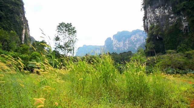 Tall feather grass sways gently in the foreground, framing the majestic limestone cliffs typical of Thailand's tropical landscape. 