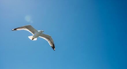 Obraz premium Seagull Soaring in Clear Blue Sky