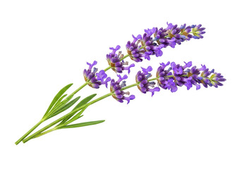 Fototapeta premium Two stems of fresh lavender flowers with green leaves, fragrant purple blossoms, natural beauty for aromatherapy and decor, detailed close up