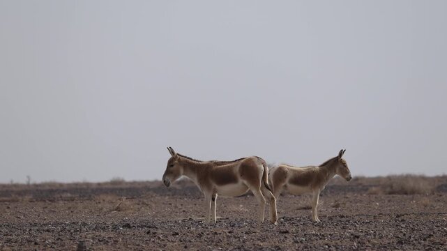 Iranian onager (Asiatic wild ass) walking and grazing in arid desert landscape, wildlife in Iran, natural habitat, close up and wide shots