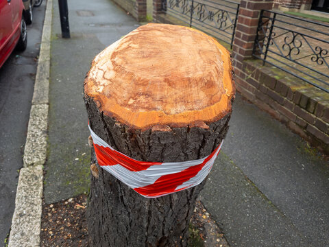 The leftover stump of a freshly cut tree on a suburban London street with some high visibility tapes around it.