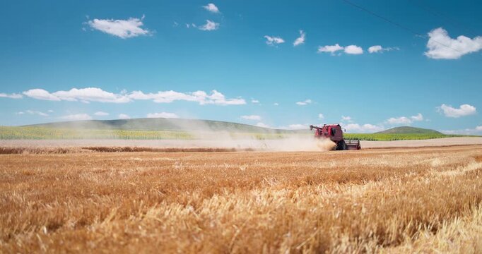 Combine on golden wheat field on a harvest sunny day.  Agriculture and agronomy concept