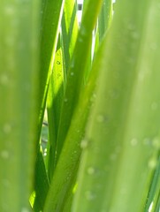 dew o gras © Lesya