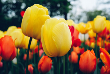 Obraz premium Beautiful fresh colorful tulip flowers in full bloom in the meadow, close-up view. Natural spring flowery texture for background.