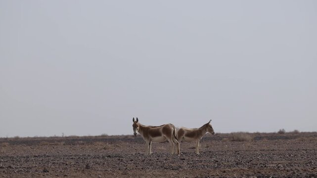 Iranian onager (Asiatic wild ass) walking and grazing in arid desert landscape, wildlife in Iran, natural habitat, close up and wide shots