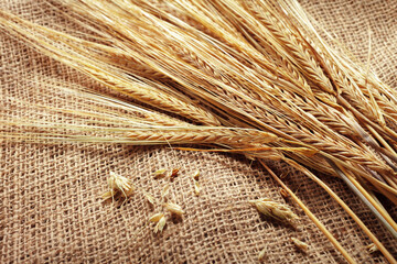 Naklejka premium Wheat stalks lie on burlap fabric during a harvest preparation in the countryside