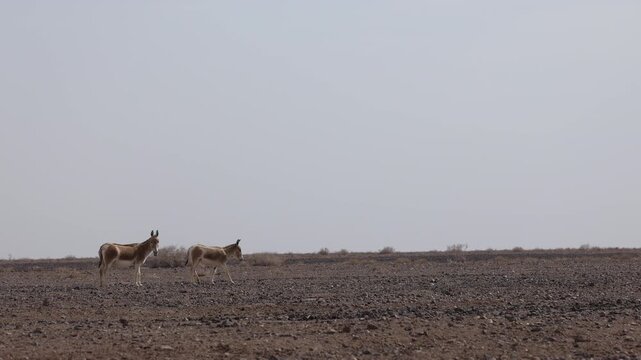 Iranian onager (Asiatic wild ass) walking and grazing in arid desert landscape, wildlife in Iran, natural habitat, close up and wide shots