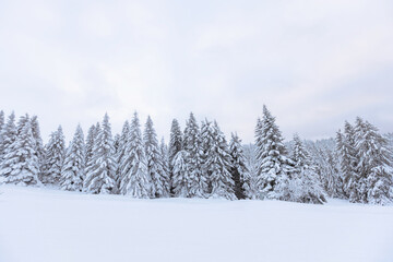 Beautiful winter forest with snow-covered pine trees in a mountain resort.