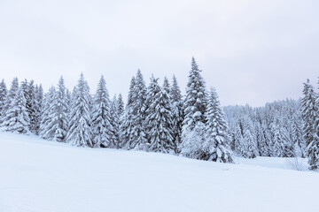 Beautiful winter forest with snow-covered pine trees in a mountain resort.