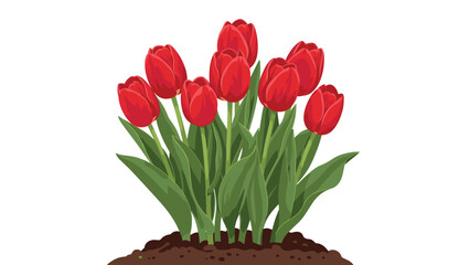 Fototapeta premium Cluster of beautiful red tulips growing in dark rich soil symbolizing spring season and nature beauty on white background.