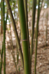 Obraz premium Vibrant Green Bamboo Shoots in a Serene Forest Environment Detail Focus