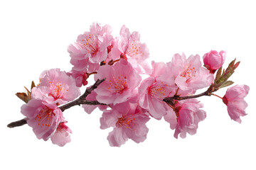 Naklejka premium Pink cherry blossom branch isolated on transparent background. Delicate pink cherry blossom branch with fresh flowers isolated on white background.
