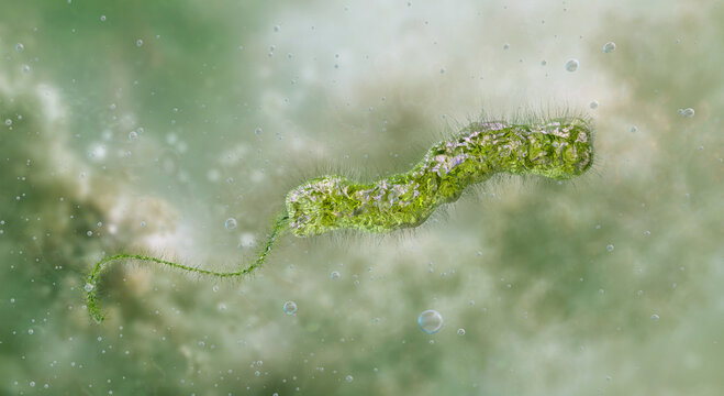 Vibrio vulnificus bacterium swimming in aquatic environment showing polar flagellum, hairy surface. Septicemia, gastroenteritis, wound infections resulting from contaminated seawater or raw sea food