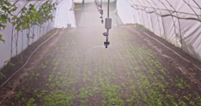 Sprinkler System Overhead Watering Seedlings in Greenhouse for Healthy Crops and Growth