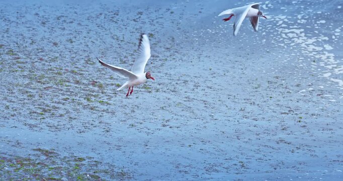 Seagull In Flight Over Beach Coast and Sea Waves With Red Beak And Red Feet, looking for fish in the water video