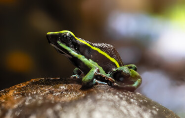Close-up view of a Three-striped poison frog (Ameerega trivittata)