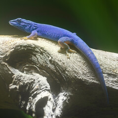 Close-up side view of a male Turquoise dwarf gecko (Lygodactylus williamsi)