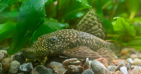 Close-up view of an Ancistrus catfish