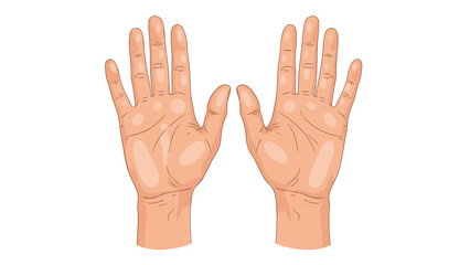 Fototapeta premium Realistic illustration of two open human palms with detailed lines and skin texture against a plain white background for palmistry and health.