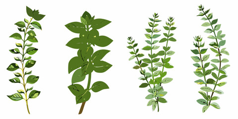 Four different green plant stems with varying leaf shapes illustrated vertically © Rakesh