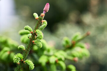 Close Young Pink Cone And