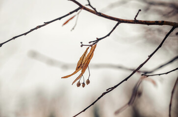 Lonely dried linden blossom on bare branches against gray sky, melancholic autumn background.