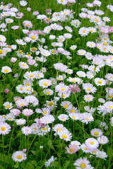 Floral meadow of white and pink color daisy flowers. Many beautiful daisies flowers (bellis perennis, common daisy). beauty and purity of nature. relax, harmony atmosphere. template for design. © Ju_see