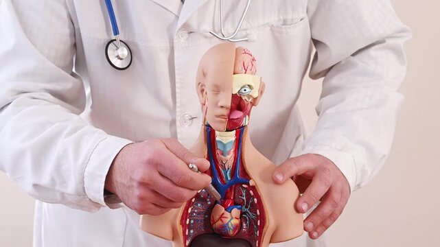 male hand points to an artificial heart in an anatomical model of the human body. Concept of cardiovascular disease, cardiologist, treatment of myocardial infarction and heart failure. closeup