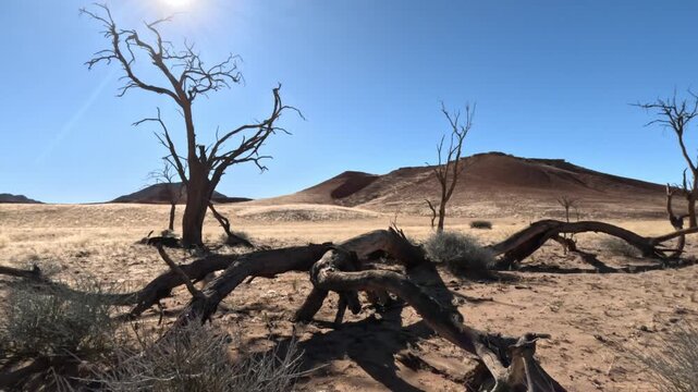 Dry trees and sun heat in the Namib Desert in Namibia, Africa.