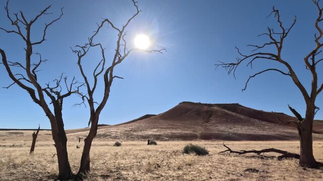 Dry trees and sun heat in the Namib Desert in Namibia, Africa.