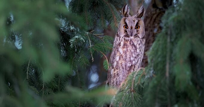 Owl bird watching from a pine tree branch in a green forest, wildlife in nature by winter