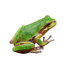 Obraz premium Frog sitting on leaf with transparent background 
