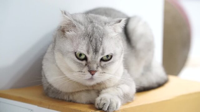 Silver tabby cat with green eye and short fur, domestic feline mammal lying wooden surface and cardboard box, relaxed yet grumpy pet animal portrait soft lighting, round face, peaceful indoor setting