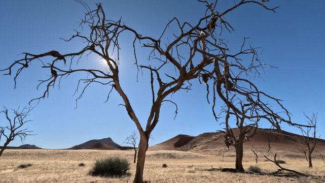 Dry trees and sun heat in the Namib Desert in Namibia, Africa.