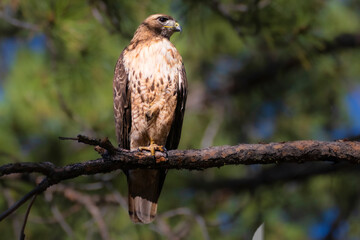 Fototapeta premium Red tailed hawk (Buteo jamaicensis) perched in a pine tree in Lassen County California, USA.