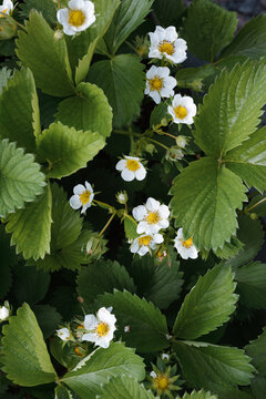 Strawberry blooming background. Garden strawberry plant leaves and flowers from above position