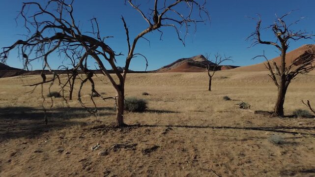 Dry trees and sun heat in the Namib Desert in Namibia, Africa.