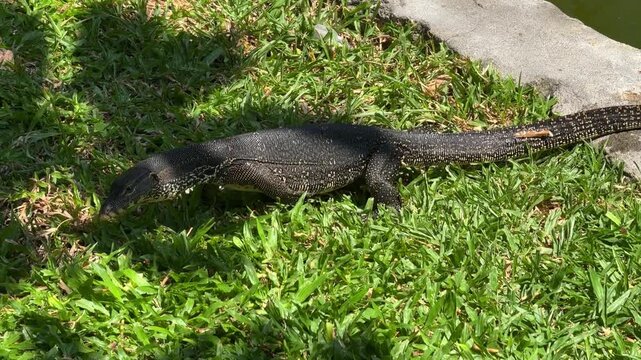 video of large monitor lizard emerging from pond onto green grass in Phuket, Thailand. Reptile flicks tongue in tropical condominium garden environment