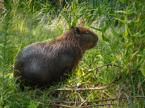 Carpinchos capibara de perfil 