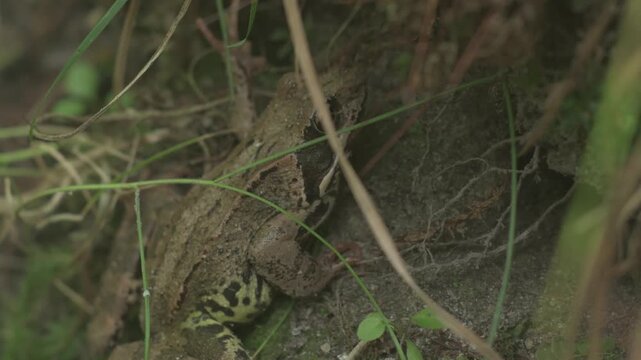 A dark green grass frog sits quietly in the grass.
