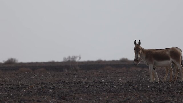 Iranian onager (Asiatic wild ass) walking and grazing in arid desert landscape, wildlife in Iran, natural habitat, close up and wide shots
