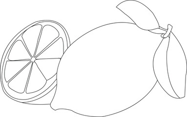 hand draw Citrus fruits icons illustration set, Citrus fruits fresh line sketch