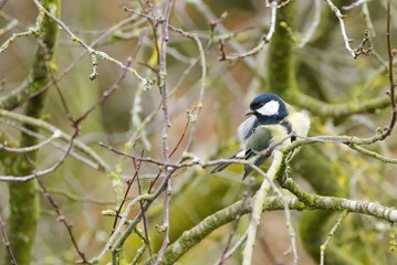 Naklejka premium Great tit on a branch, bird on a tree surrounded by bare branches, great tit well camouflaged among the twigs, green background, bird with black head, Parus major
