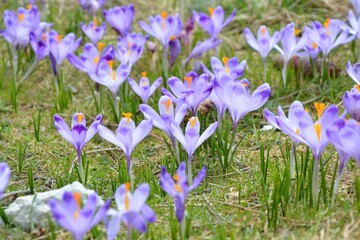 Naklejka premium Wild crocus flowers blooming in Tatra mountains, Poland. Spring at Tatra National Park.